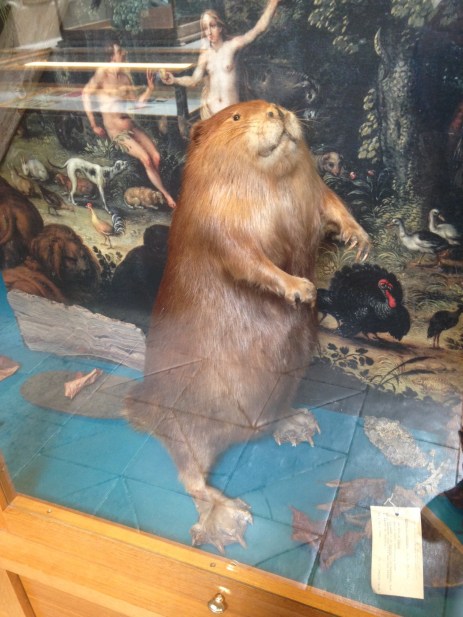 Beaver.jpg