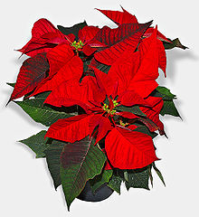 Poinsettias